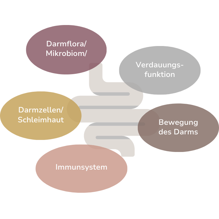 Faktoren_Darmgesundheit